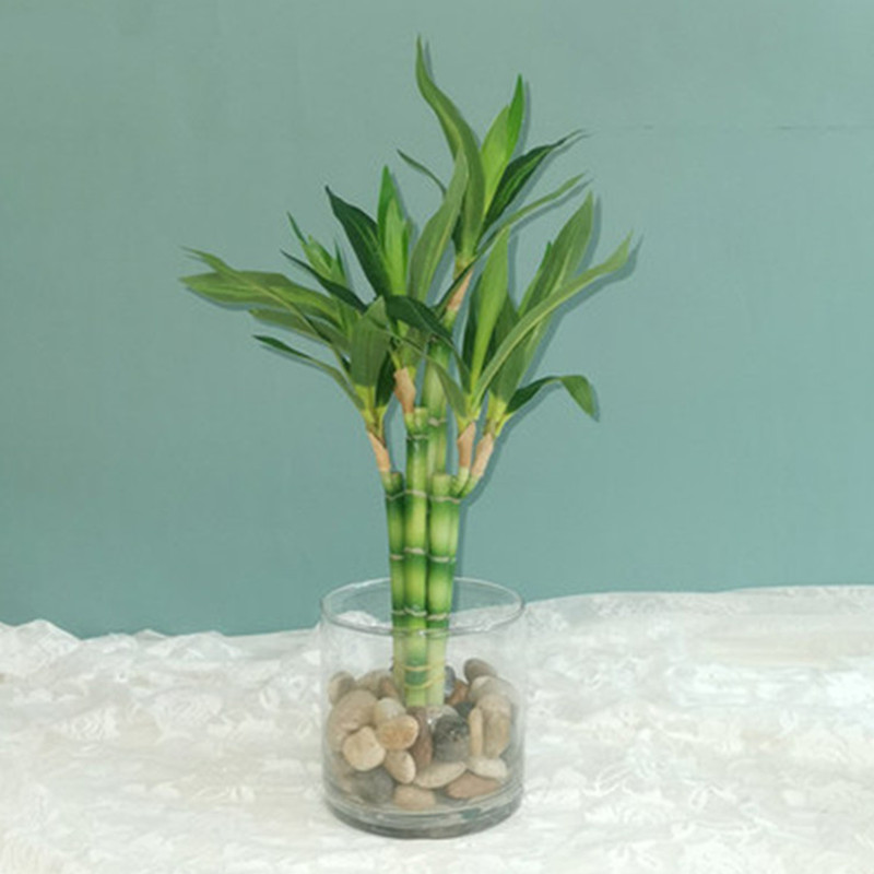 Echeveria Succulent - 새로운 40cm 인조 행운나무 다육식물 가짜