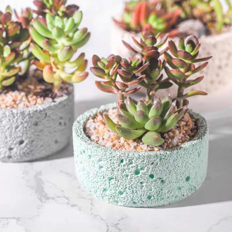 북유럽 시멘트 화분, 심플한 개성, 창의적인 모조 화산 - Echeveria Succulent 리뷰 및 가격