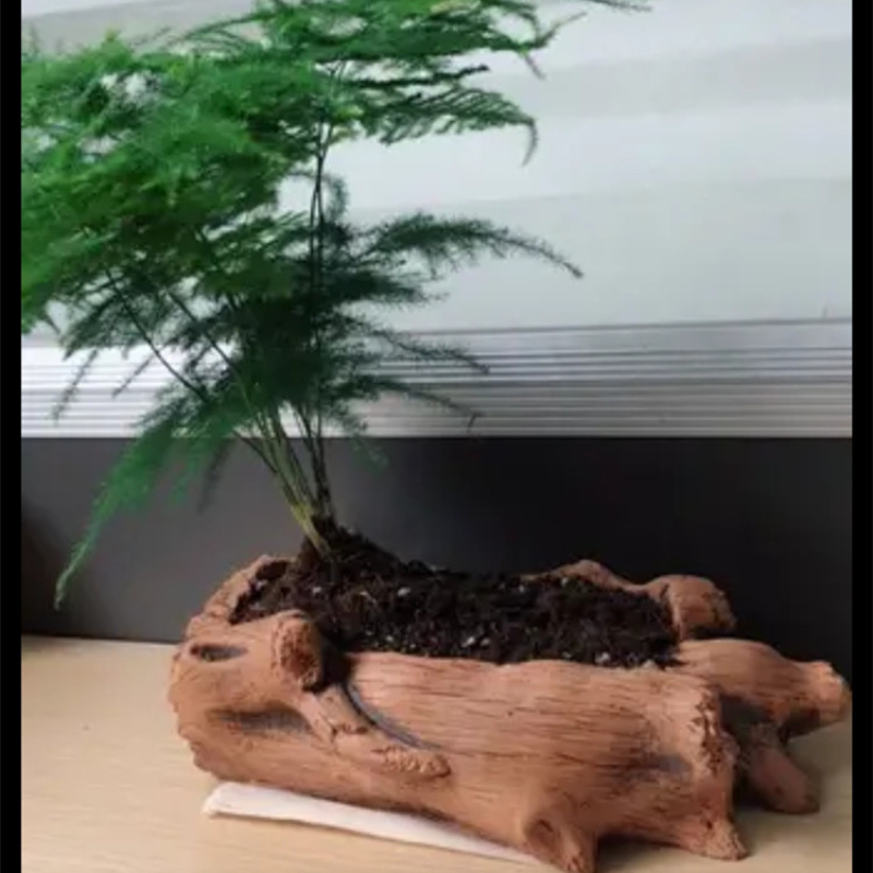 모조 나무 말뚝 나무 뿌리 식물 심기 화분에 심은 식물 - Echeveria Succulent 리뷰 및 가격